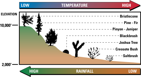 Illustrated graphic listing different dominant desert plant species in relation to elevation.