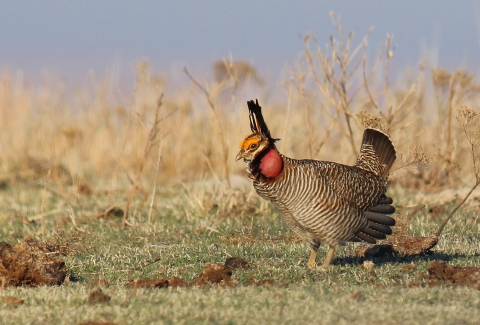 Lesser prairie-chicken on a lek in the Red Hills of Kansas
