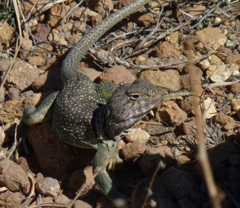 A collared lizard sits on tan colored rocks.
