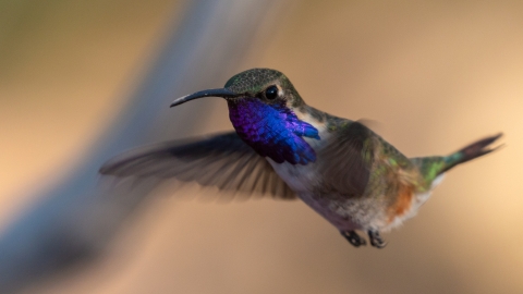 A gray hummingbird with purple-blue neck feathers flaps its wings.