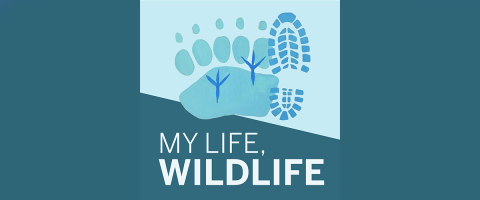Graphic Logo with foot prints in different shades of blue and white text reading my life, wildlife 