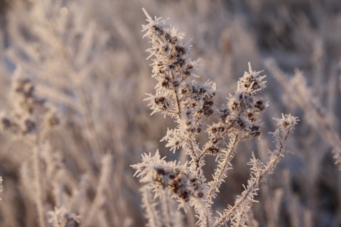 Rime ice on Plant