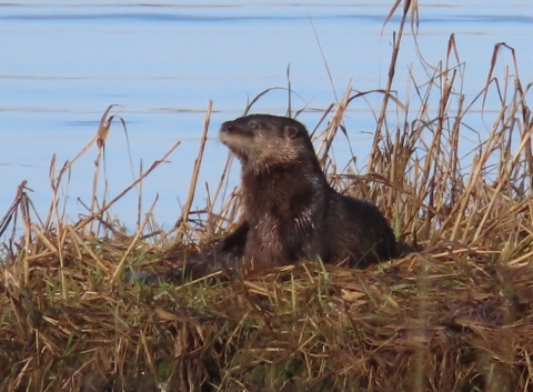 An otter rests on a tuft of grass