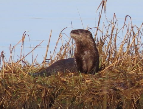 An otter lying on grasses