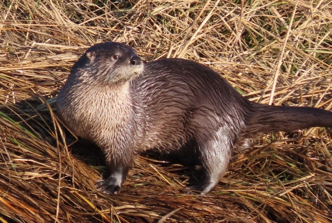 Brown & tan otter lying in brown grass