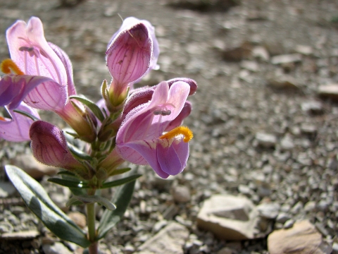 A pink, flowering Graham's Penstemon.
