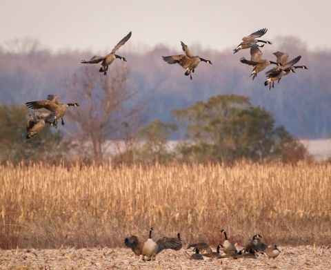 Brown, white and black geese on the ground and hovering above