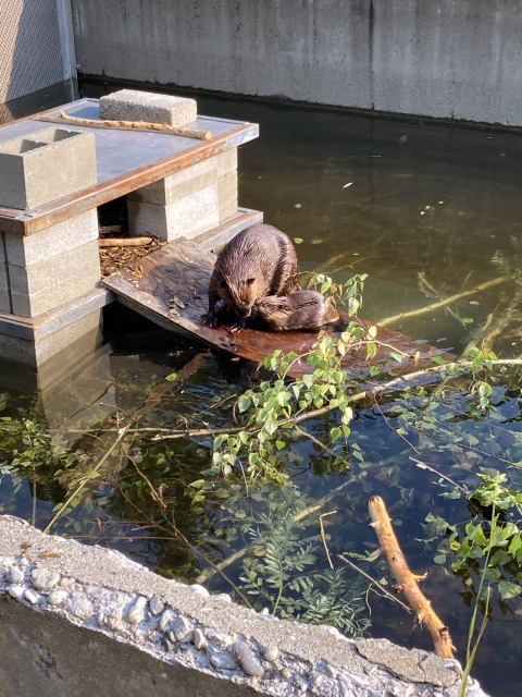 A large and a small beaver touch noses while sitting on a plywood ramp in a concrete enclosure.