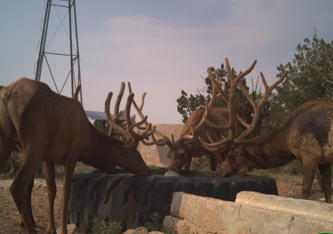Bull elk in velvet drinking water on Sevilleta NWR