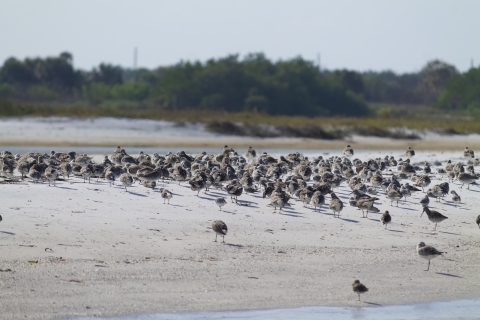 a flock of red knots on a beach