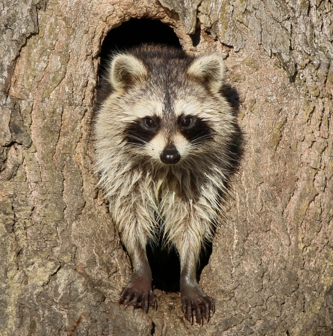 Raccoon standing in a tree hollow