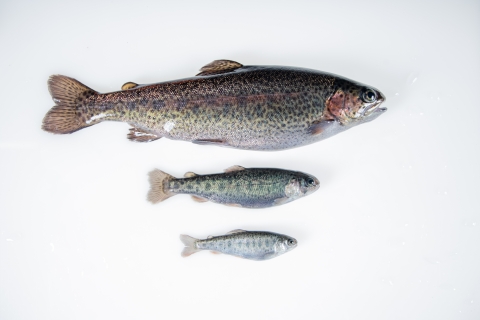 3 Rainbow trout pictured in order of size with the biggest at the top, smallest at the bottom.