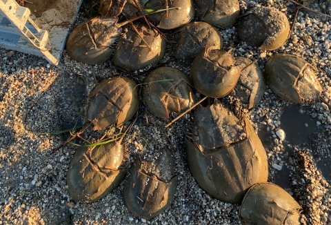 A number of horseshoe crabs on the sand.