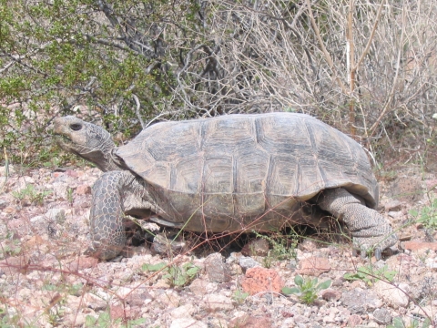 Mojave Desert Tortoise