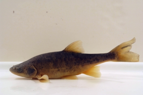 An adult roundtail chub swims at the bottom of a plain white tank.