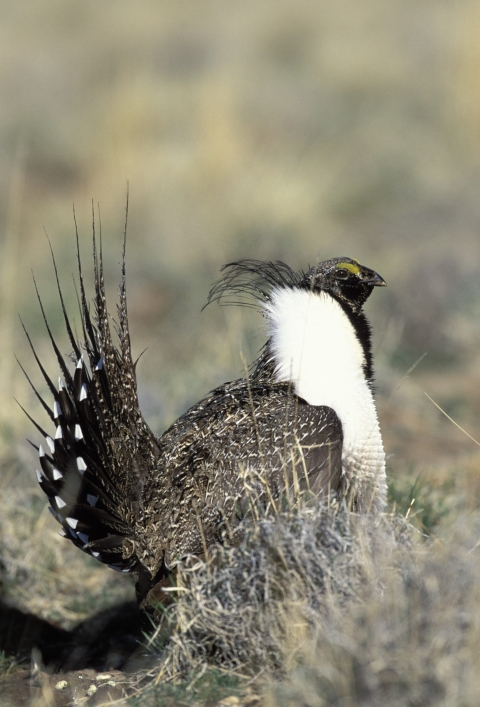 Sage Grouse Mail