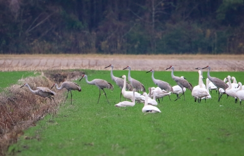 9 tall sandhill cranes line up walking thru a flock of tundra swans on bright green grass