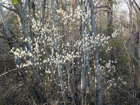 White flowers on a small tree on the edge of a forest