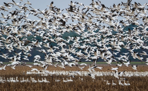 Dozens of white and black snow geese fill the sky