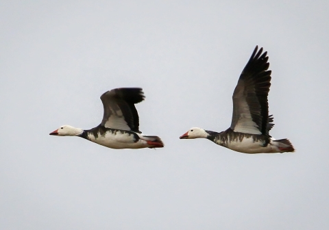 Two white and black geese flying with wings spread wide