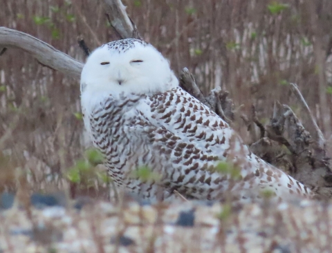 Large white and brown owl stands in sand eyes closed to slits