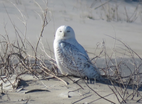 large, white owl sits on the sand, sunny