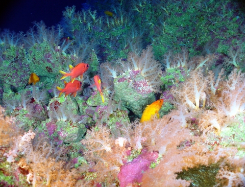 Soft corals and tropical fish at the summit of East Diamante volcano, nicknamed by scientists as the “Aquarium.”