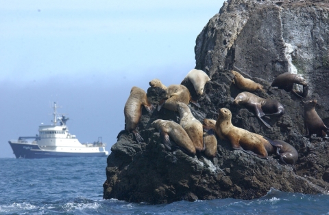 Steller’s sealions in the Gulf of Alaska with the R/V Tiglax in the background within Maritime National Wildlife Refuge