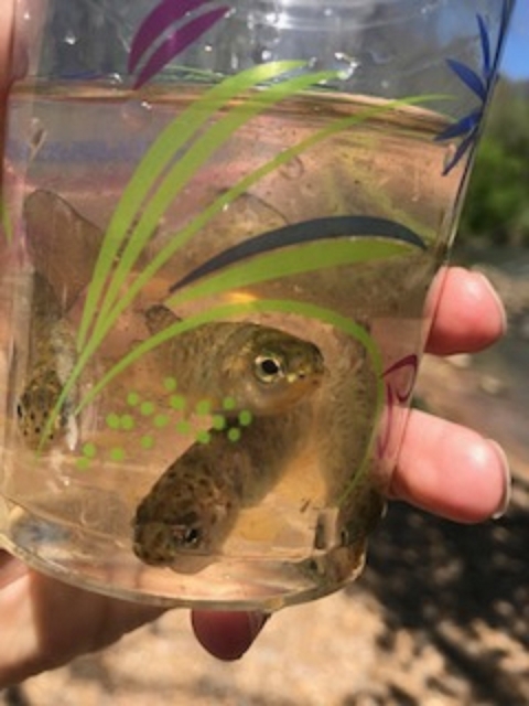 Trout in the Classroom program 