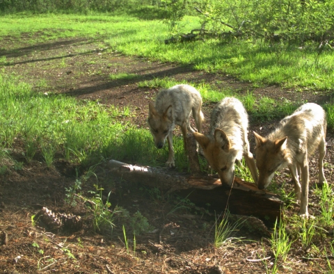 Three young Mexican wolves inspect a log on the ground in the wild