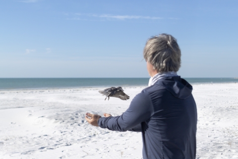 a man releasing a red knot fitted with a transmitter