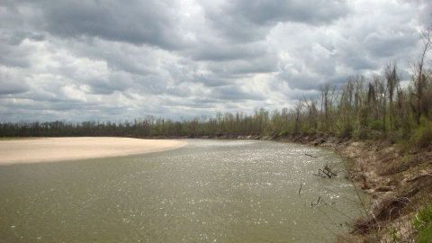A line of trees surrounds a body of water.
