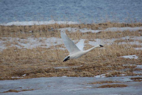 Tundra swan flying low in a wetland with grass and snow. 