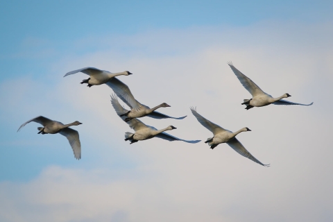 A half-dozen white swans fly across a partly cloudy blue sky
