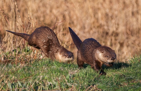Two brown river otters running in brown field & green grass