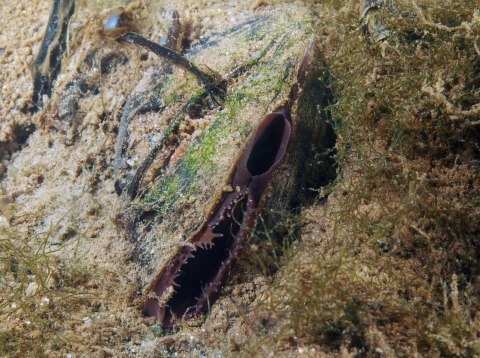 A western ridged mussel partially buried in sediment