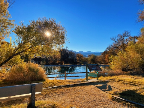 A warm, golden glow surrounds a still pond flanked by trees with yellow foliage
