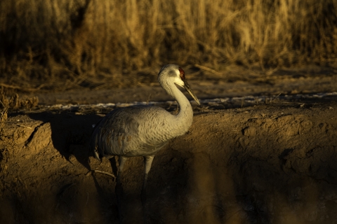 A sandhill crane stands in a shallow pool of water.