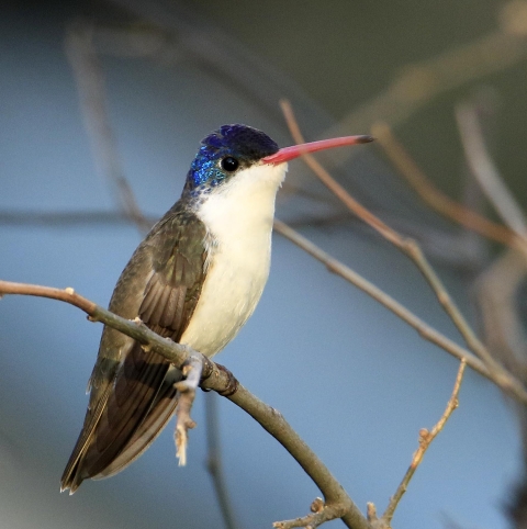 A hummingbird with gray wings, a white belly, and a purple head sits on a branch.