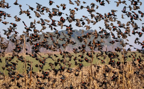 Many red-winged blackbirds filling the sky