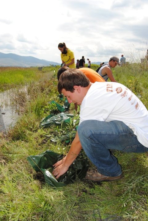 Group of volunteers planting. 