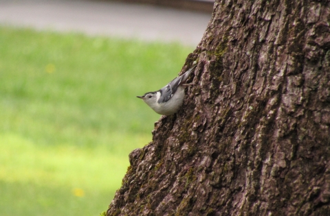 White-breasted Nuthatch sitting on the base of a tree