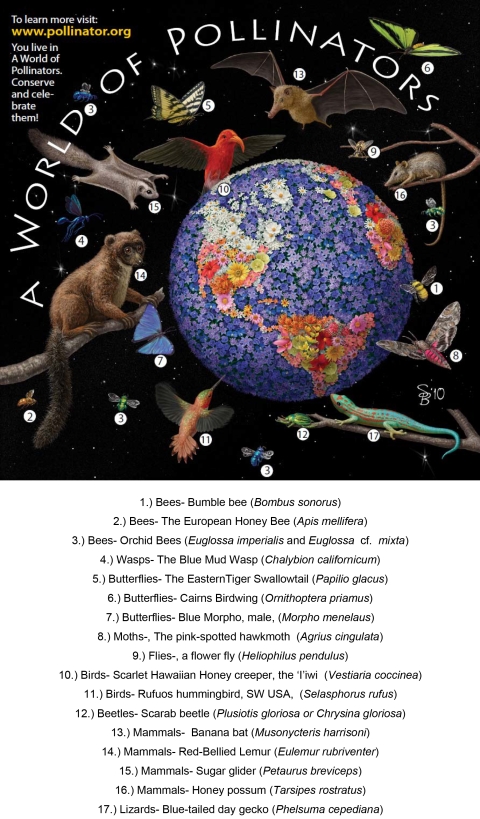 A World of Pollinators