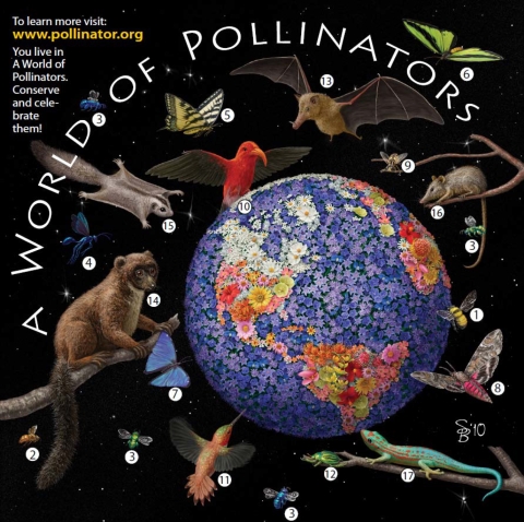 A World of Pollinators