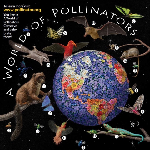 A World of Pollinators Poster