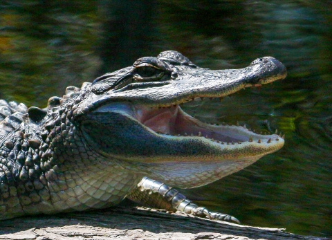 Premium PSD  A fierce alligator displaying its menacing jaws