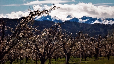 Apple tree in bloom in an orchard, with mountains behind in the distance.