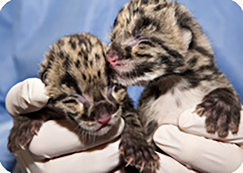 A pair of baby cloud leopards being held. 