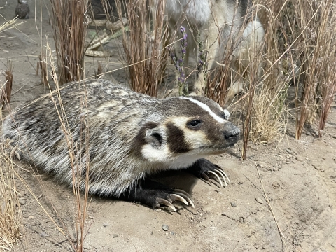 Museum display of a badger.
