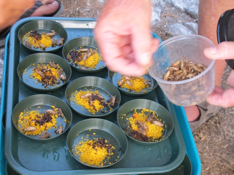 A tray with smaller round trays full of bird food and a hand sprinkling dead insects into the trays.